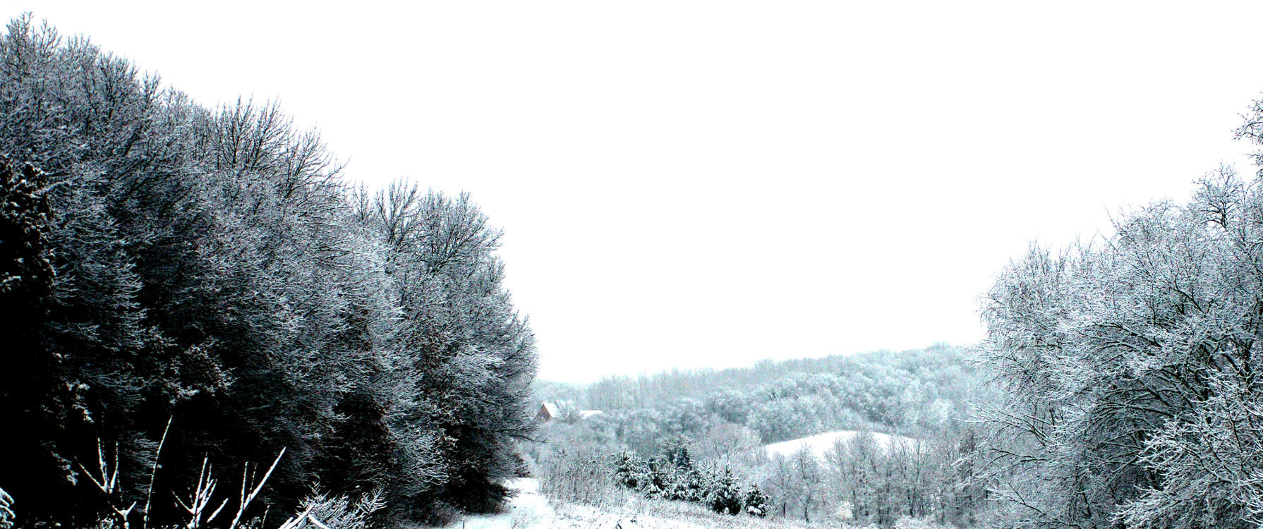 Winter Field